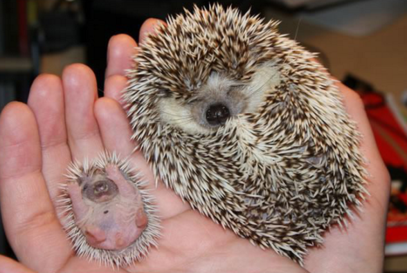 This cute as hell baby hedgehog with its super chilled out mom.