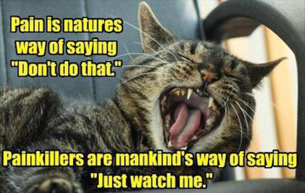 meme stream - lolcat pain - Pain is natures way of saying "Don't do that." Painkillers are mankind's way of saying "Just watch me."