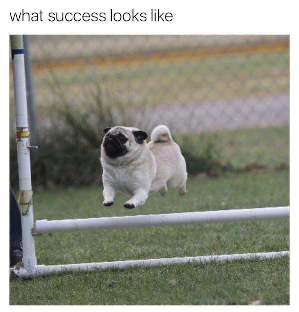 meme stream - pug jumping meme - what success looks