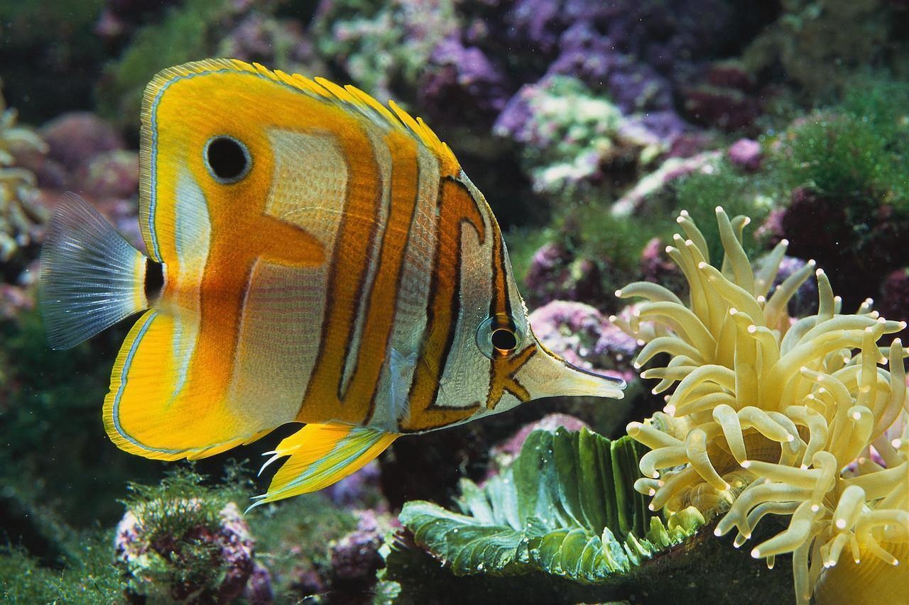 tropical fish for freshwater