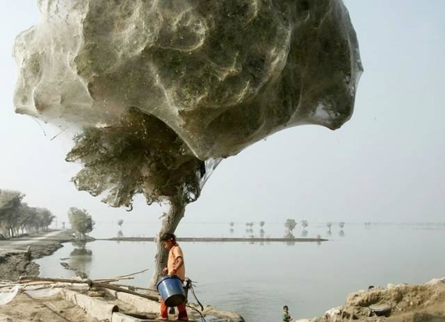 In order to avoid a flood in Pakistan, spiders collectively climbed this tree. What a nightmarish sight.