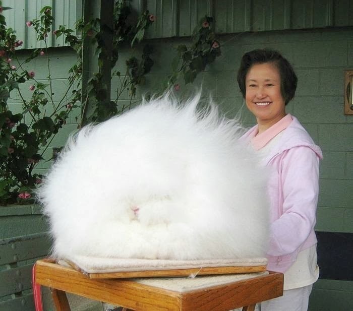 Somewhere right in the middle of this fluff-ball, there’s a bunny.