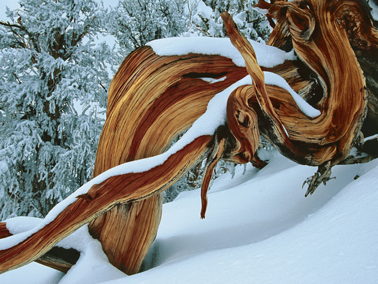 A surreal Bristlecone pine tree formation in the White Mountains, California.