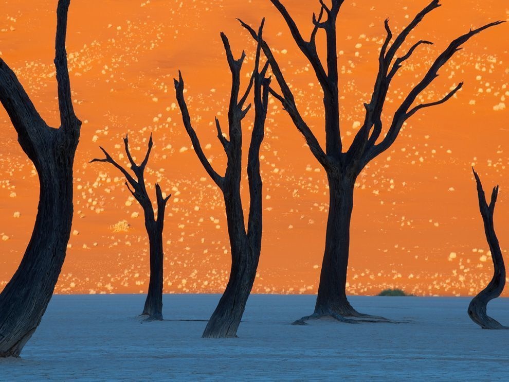 Yes, this is real. It’s a photo of Namibia’s camel thorn trees at sunrise.