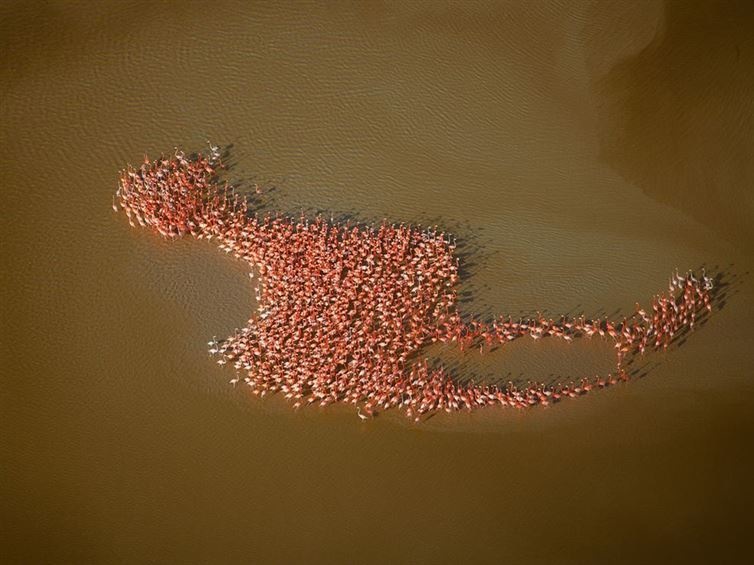 They’re evolving: self-aware flamingos forming the shape of a flamingo.