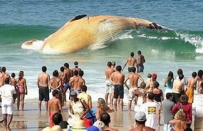 A deceased whale washed ashore.