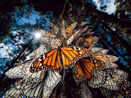 Time for a rest: Monarch butterflies in Mexico.