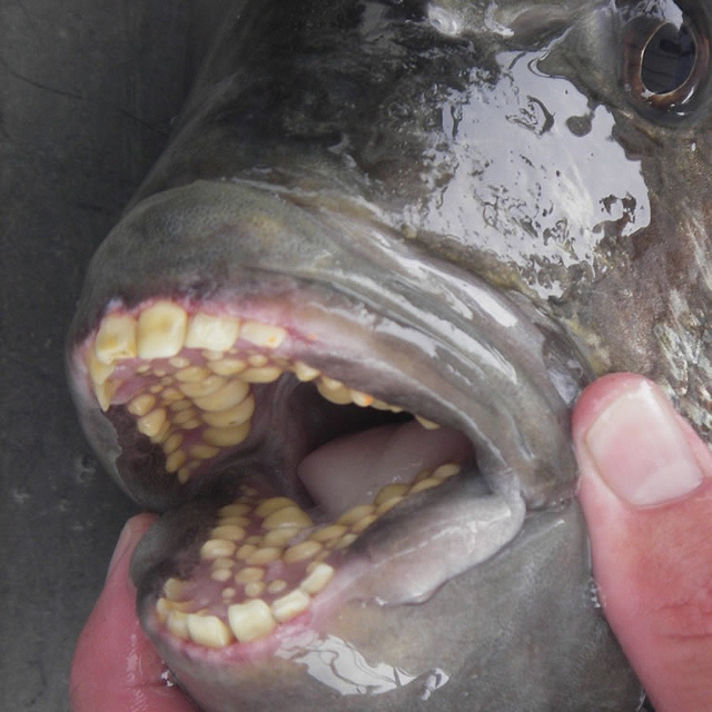Just a fish with human teeth. Wait, what?