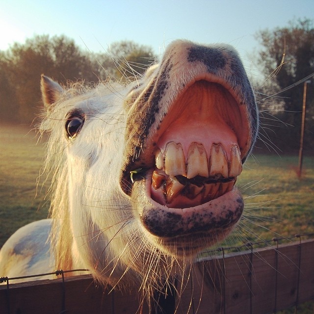 The annual horse congress recently released a public statement complaining about common teeth-shaming. According to the congress, people making fun of long horse teeth has led to distorted beauty ideals among yearlings.