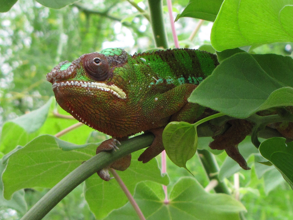 Chameleon tongues are about as long as their whole bodies.