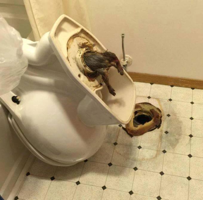 massive shit in toilet