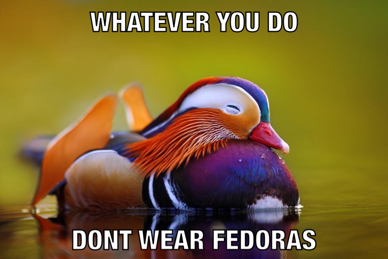 mandarin duck sleeping - Whatever You Do Dont Wear Fedoras
