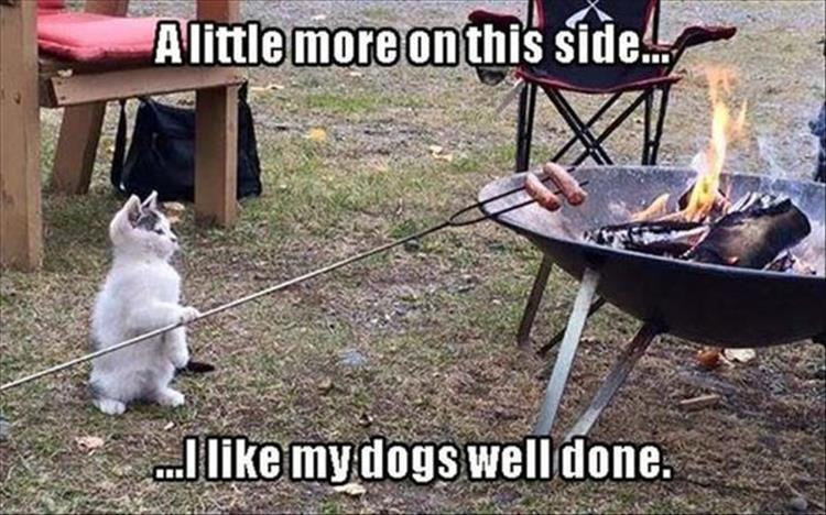 cat cooking meme - Alittle more on this side. ...I mydogs well done.