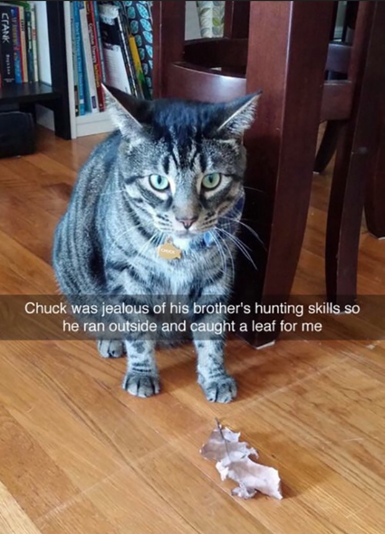 cat snapchat - Crank Chuck was jealous of his brother's hunting skills so he ran outside and caught a leaf for me