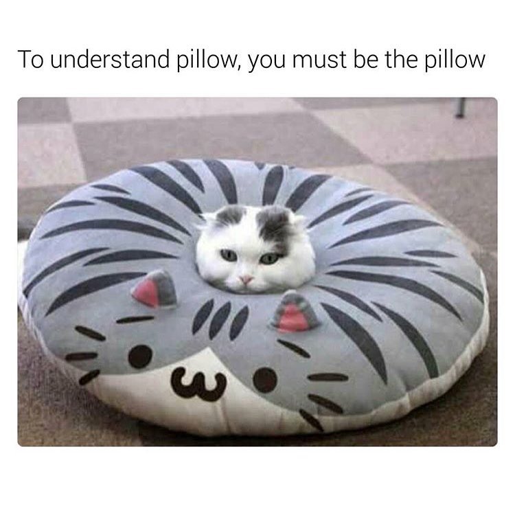 cute cats cats doing funny things - To understand pillow, you must be the pillow