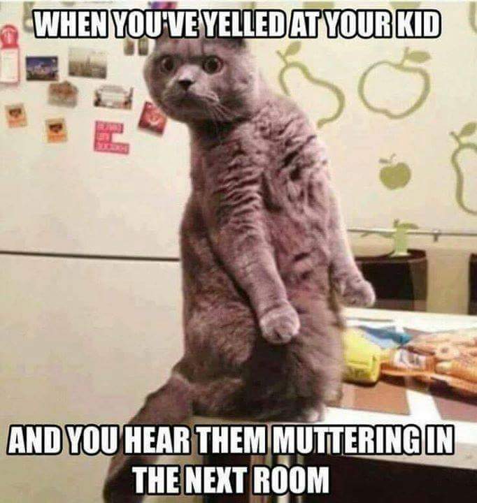 married life cat meme - When You'Ve Yelled At Your Kid And You Hear Them Muttering In The Next Room
