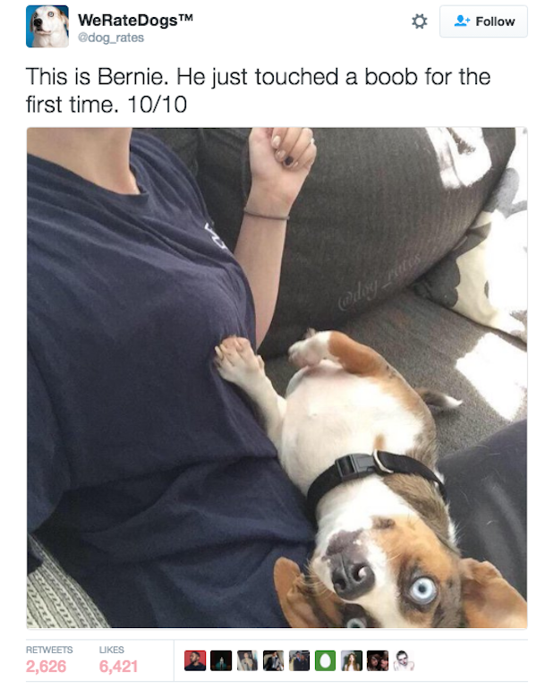 touching boobs memes - WeRateDogs adog rates 2. This is Bernie. He just touched a boob for the first time. 1010 Les 2,626 ,421 Uszoda