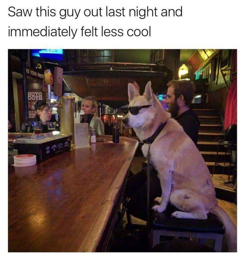 dog with shades at a bar - Saw this guy out last night and immediately felt less cool