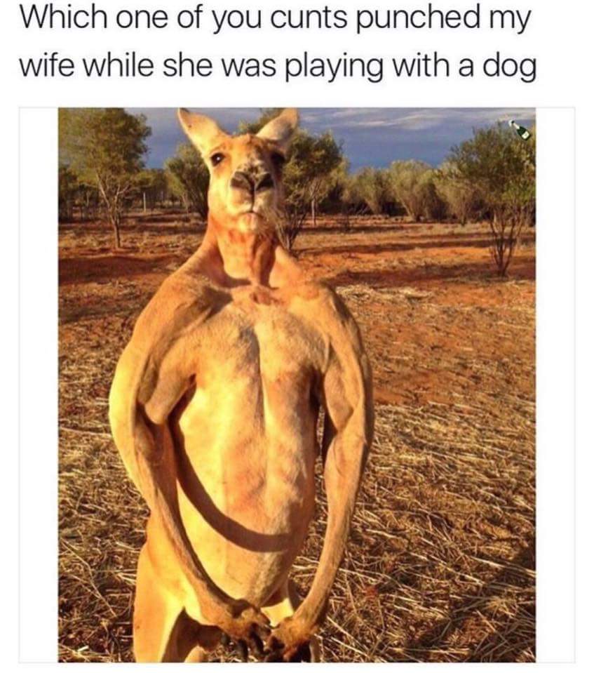 ripped kangaroo - Which one of you cunts punched my wife while she was playing with a dog