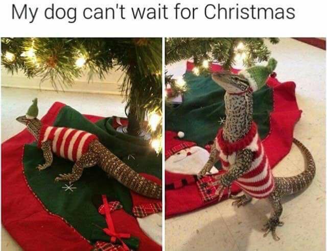 memes - my dog can t wait for christmas - My dog can't wait for Christmas