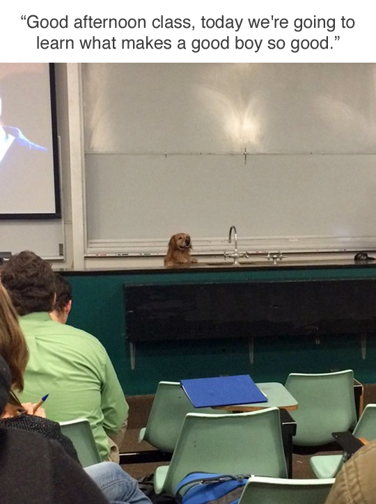 memes - good boy class dog meme - Good afternoon class, today we're going to learn what makes a good boy so good.