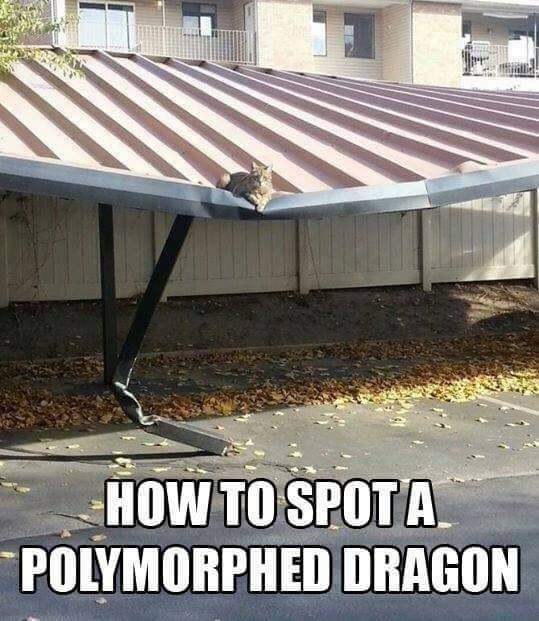 meme - spot a polymorphed dragon - How To Spota Polymorphed Dragon