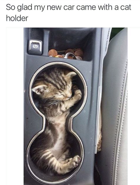 meme stream - cat holder - So glad my new car came with a cat holder