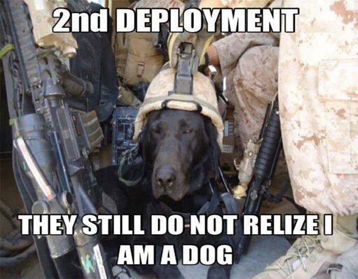 meme stream - deployment funny - 2nd Deployment They Still Do Not Relize I Am A Dog