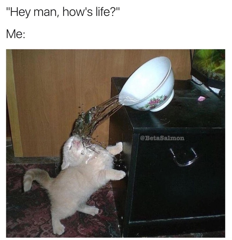 meme stream - cat bowl of water - "Hey man, how's life?" Me