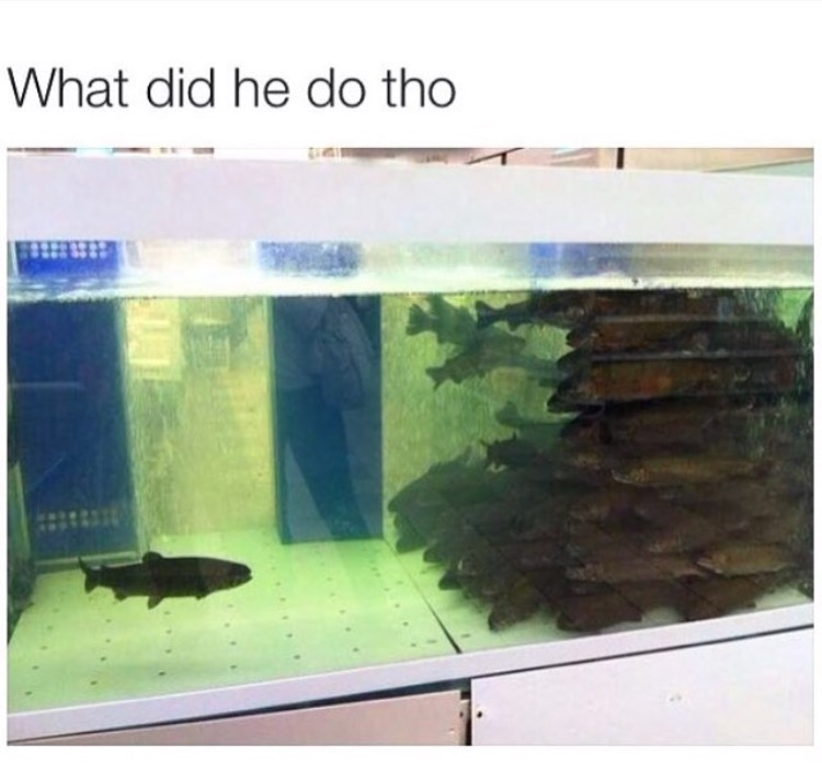 meme stream - did he do fish - What did he do tho