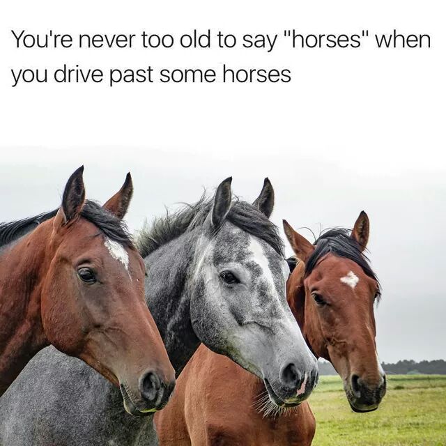 you re never too old to say horses - You're never too old to say "horses" when you drive past some horses