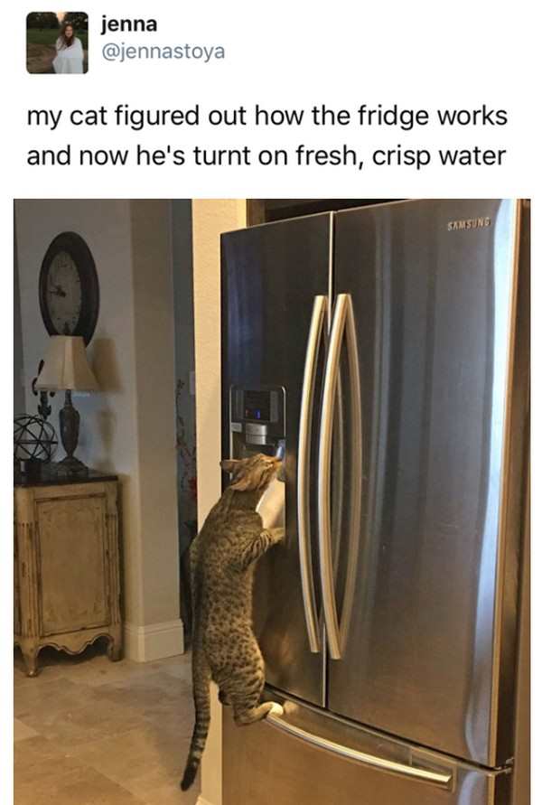 cat drinking water from fridge - jenna my cat figured out how the fridge works and now he's turnt on fresh, crisp water Samsung