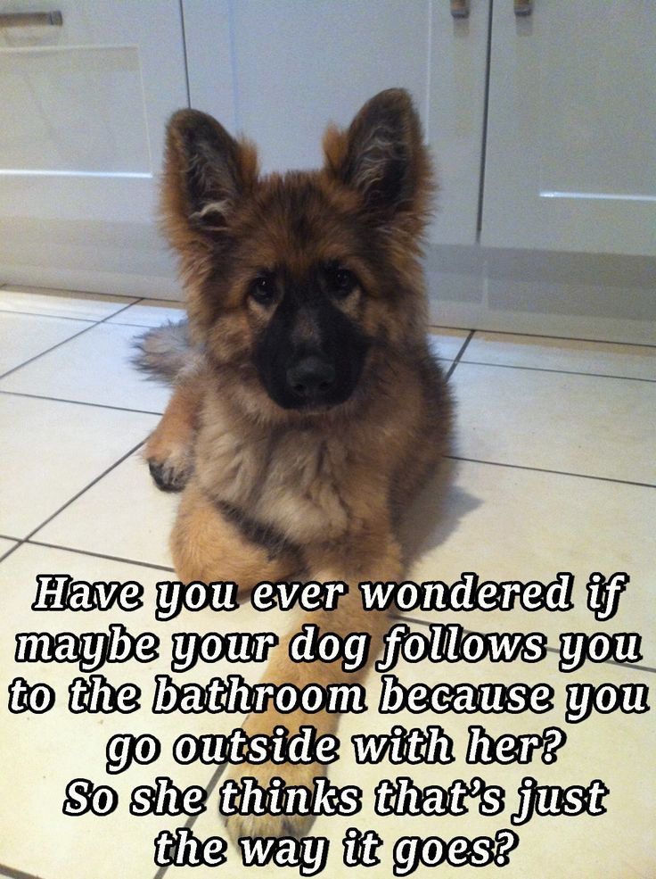german shepherd dog - Have you ever wondered if maybe your dog s you to the bathroom because you go outside with her? So she thinks that's just the way it goes?
