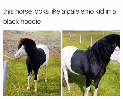 horse looks like a pale emo kid - this horse looks a pale emo kid in a black hoodie