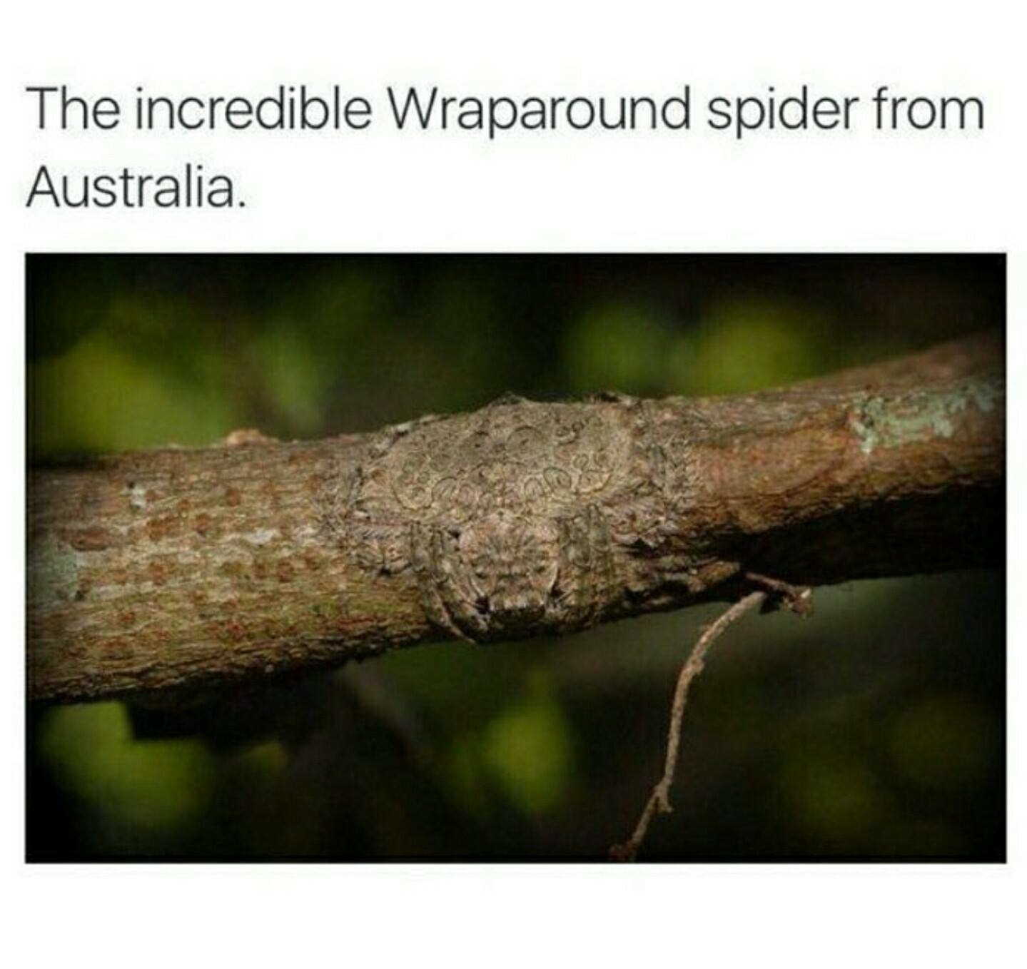 wrap around spider meme - The incredible Wraparound spider from Australia.