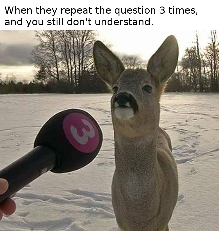animal memes - When they repeat the question 3 times, and you still don't understand.