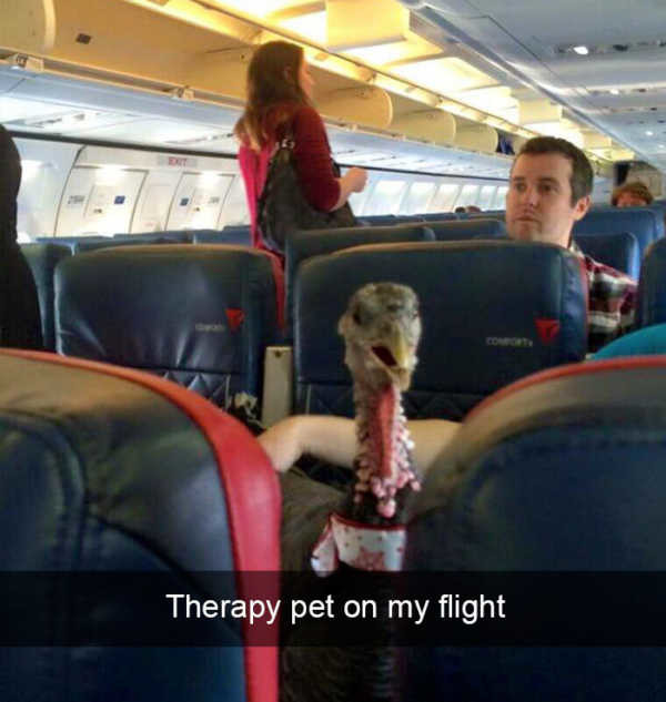 meme stream - emotional support turkeys - Therapy pet on my flight