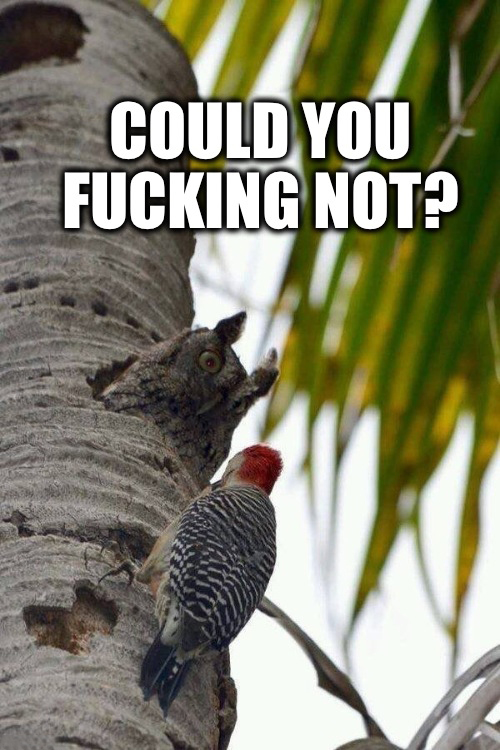 woodpecker owl meme - Could You Fucking Not?