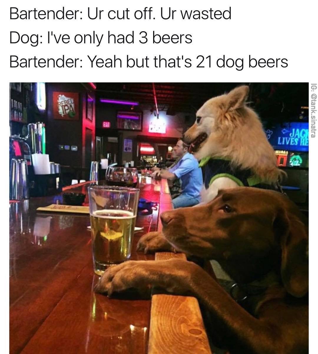 dog at bar meme - Bartender Ur cut off. Ur wasted Dog I've only had 3 beers Bartender Yeah but that's 21 dog beers Ig .sinatra Ex