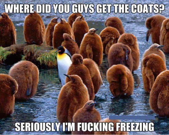 funny cold penguin - Where Did You Guys Get The Coats? Seriously I'M Fucking Freezing