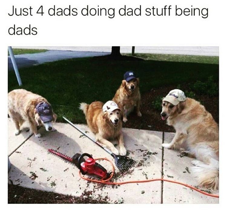 dogs with dad hats - Just 4 dads doing dad stuff being dads