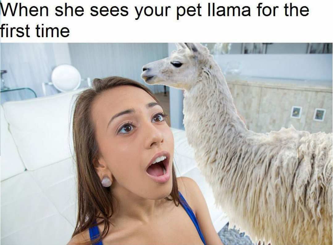 llama porn meme - When she sees your pet llama for the first time