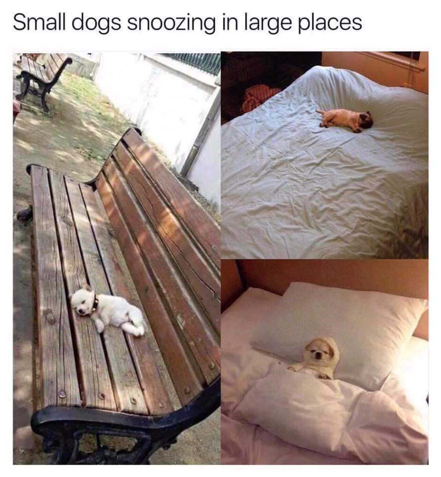 small dogs in large places - Small dogs snoozing in large places