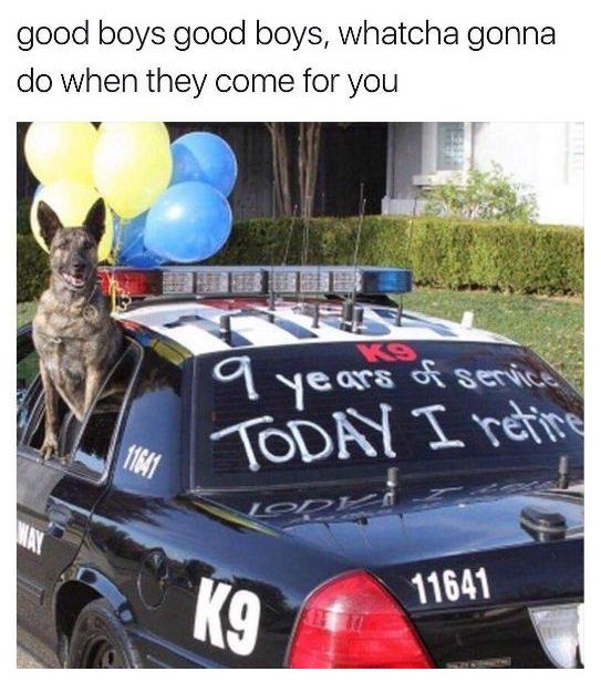 police k9 car - good boys good boys, whatcha gonna do when they come for you 9 years of service Today I reting 11641