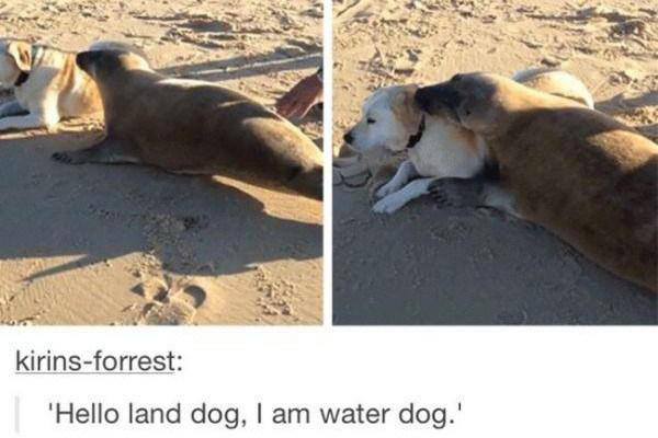 seal water dog - kirinsforrest 'Hello land dog, I am water dog.'