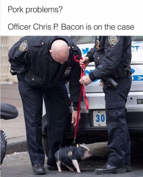 memes - pig police meme - Pork problems? Officer Chris P. Bacon is on the case