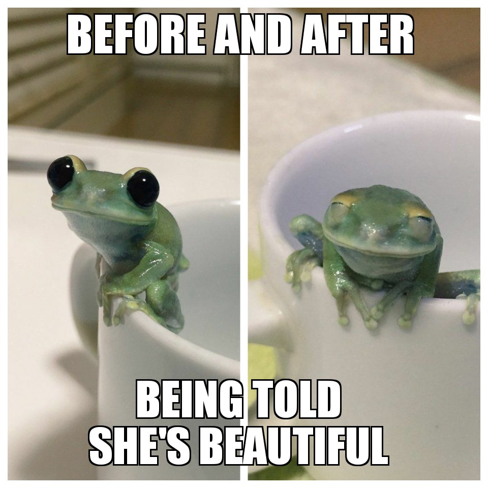 meme stream - cute frog meme - Before And After Being Told She'S Beautiful