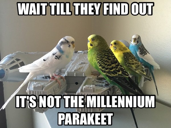 common pet parakeet - Wait Till They Find Out It'S Not The Millennium Parakeet