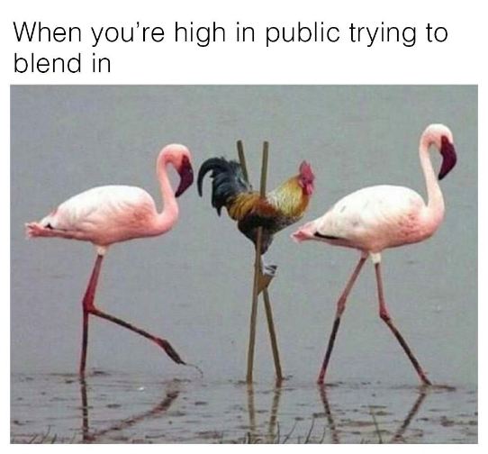 funny chicken - When you're high in public trying to blend in