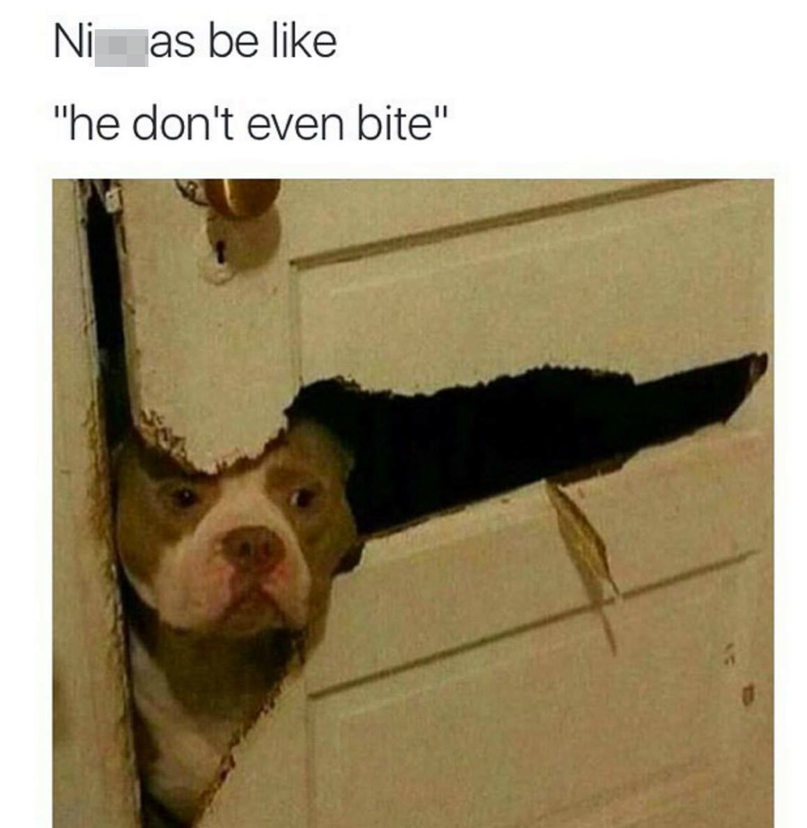 nigas be like - Nias be "he don't even bite"